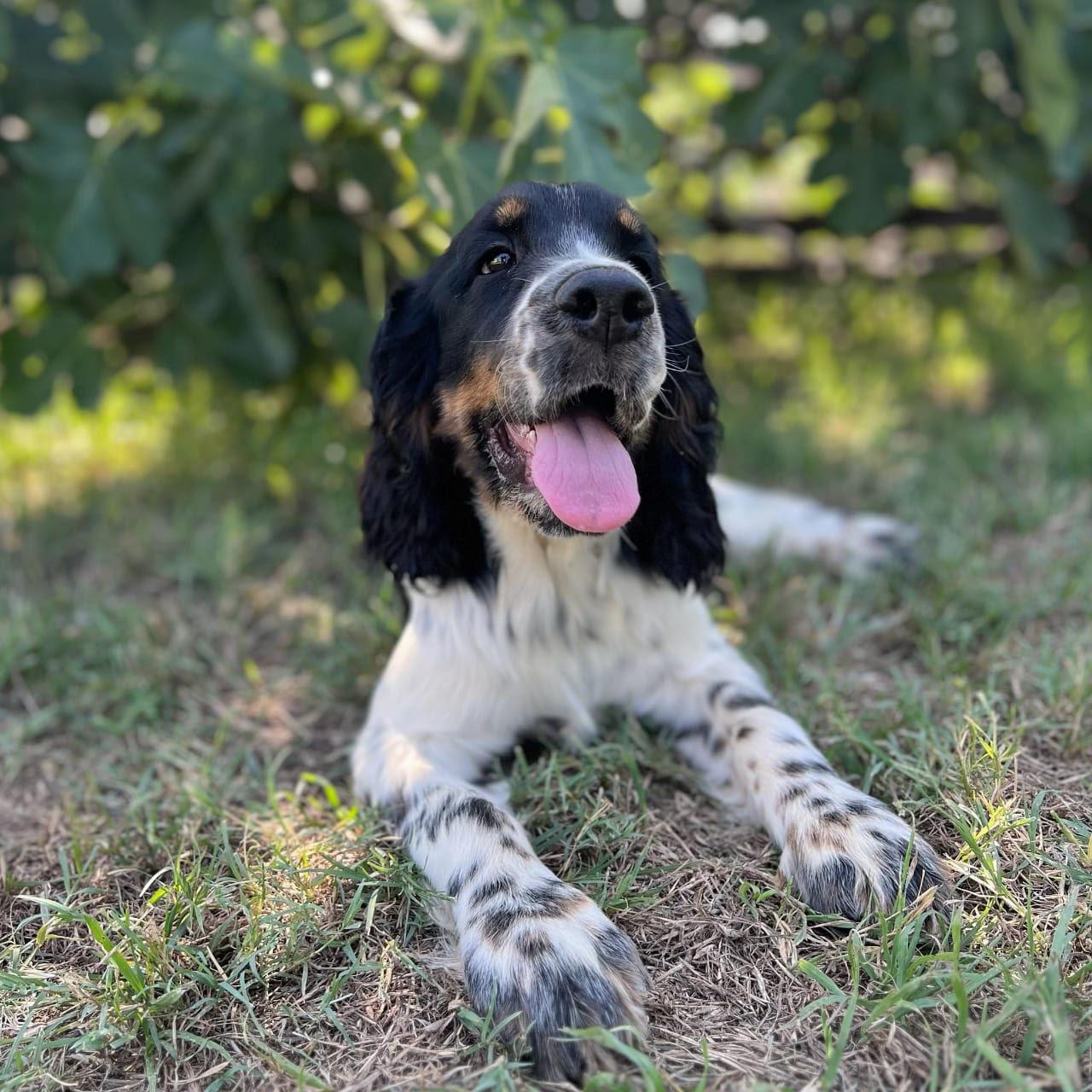 Sweet Liver Boy